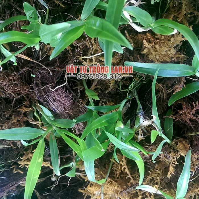 Rêu rừng giá thể trồng Lan gói 500g